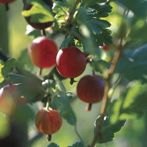 Fruit Seeds,Garden seeds, Seeds For Planting,Plant Seeds
