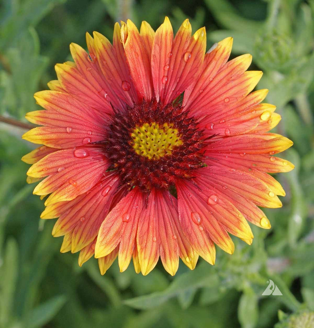 Indian Blanket Flower Seeds for Planting - Heirloom, Non-GMO, High Germination Organic Garden Seeds