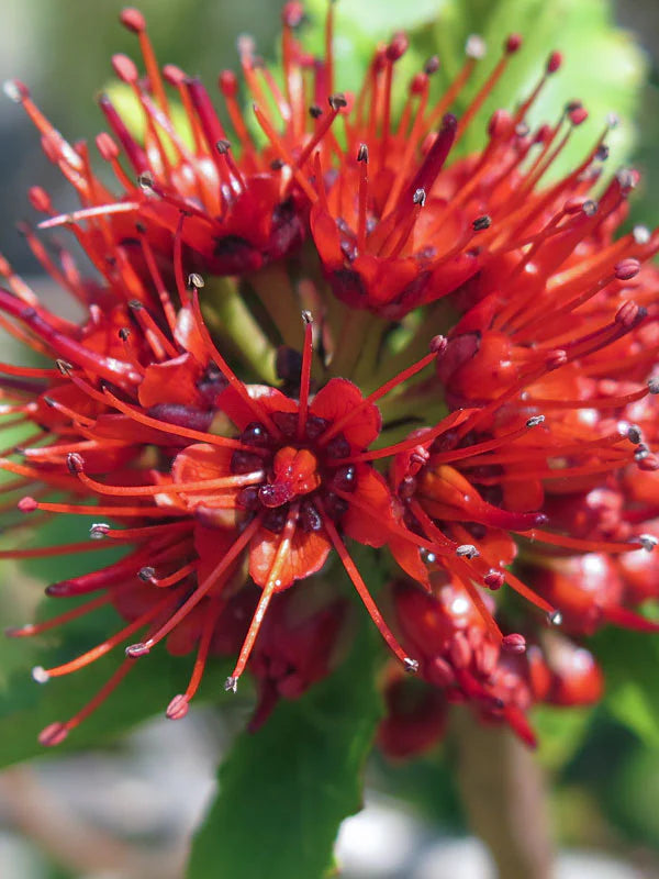 Red Greyia Sutherlandii Flower Seeds for Planting | Heirloom, Non-GMO, High Germination Organic Garden Seeds for Exotic Blooms