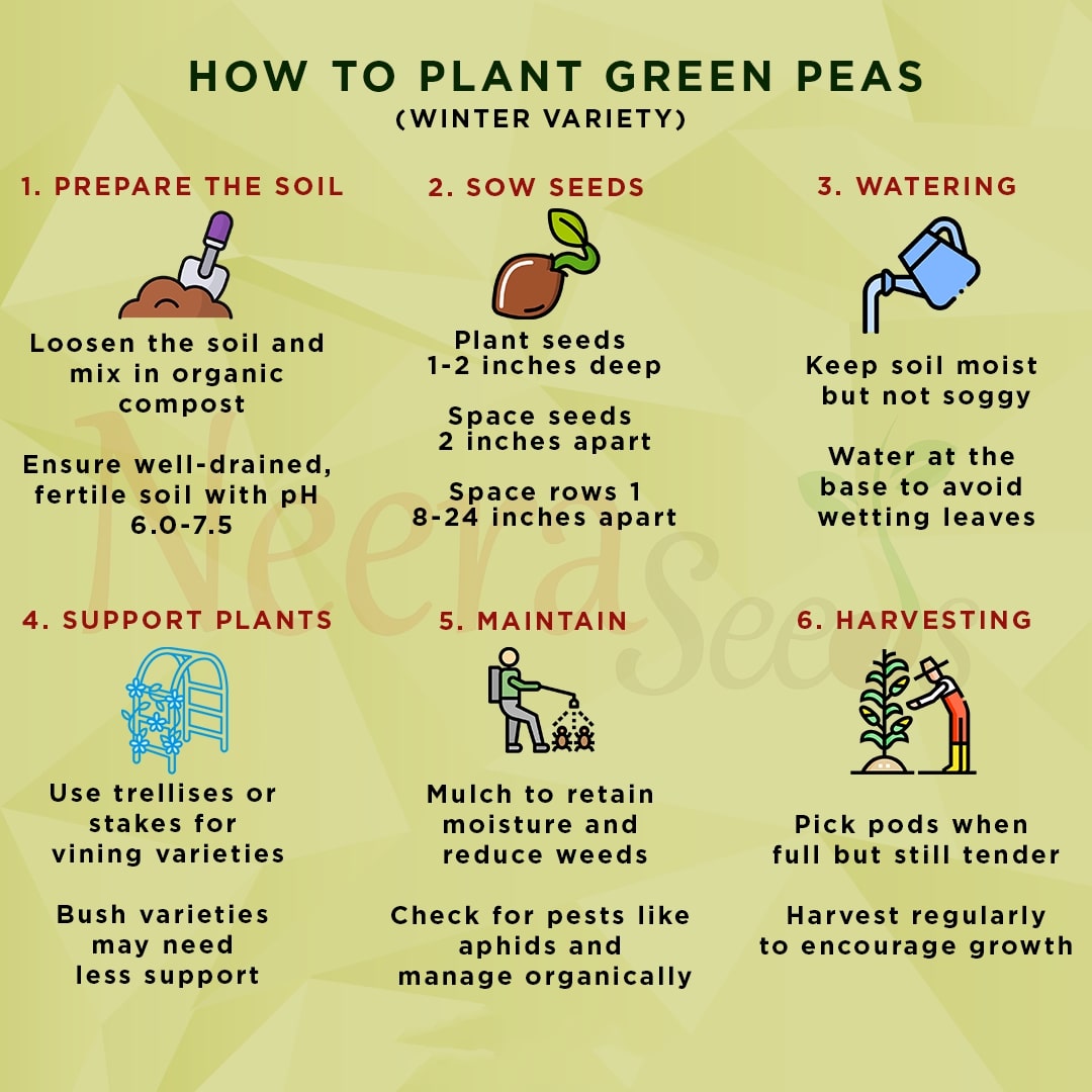 Green Peas (Winter Variety) Seeds for Planting – Cold-Resistant, Heirloom Vegetable Seeds for Cool Season Gardening