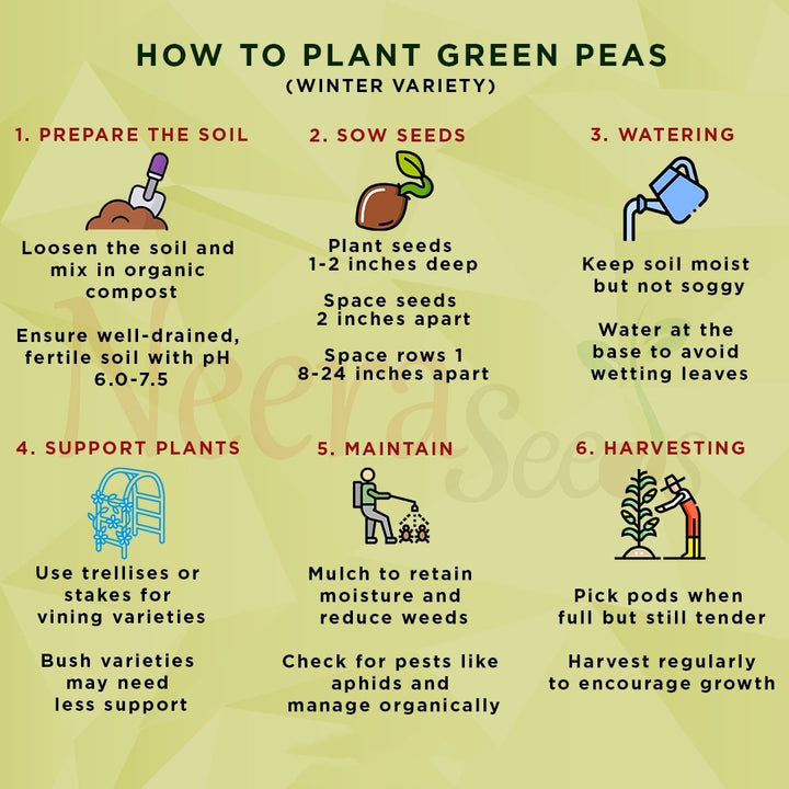 Green Peas (Winter Variety) Seeds for Planting – Cold-Resistant, Heirloom Vegetable Seeds for Cool Season Gardening