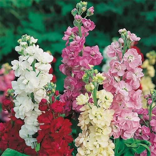 Matthiola Incana Flower Seeds for Planting – Heirloom Non-GMO, High Germination Organic Garden Seeds