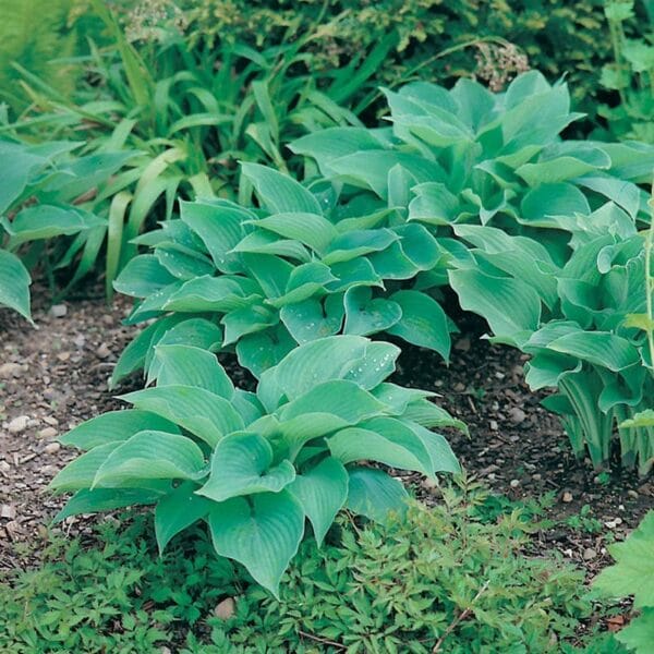 Sieboldiana Herb Seeds for Planting – Heirloom, Non-GMO Seeds for Indoor & Outdoor Gardening