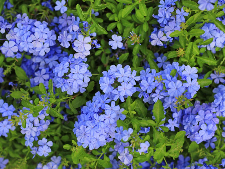 Plumbago Flower Seeds for Planting – Heirloom Non-GMO, High Germination Organic Garden Seeds