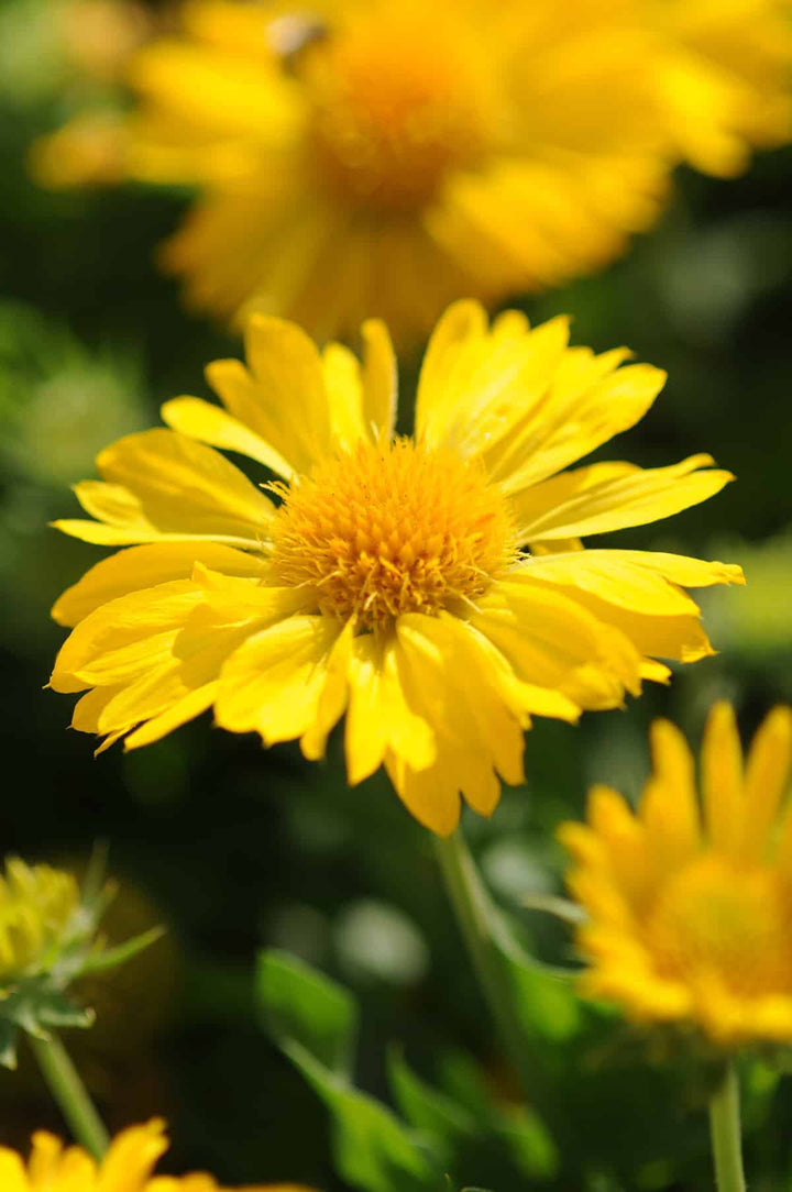 Yellow Gaillardia Flower Seeds for Planting – Heirloom Non-GMO, High Germination Organic Garden Seeds