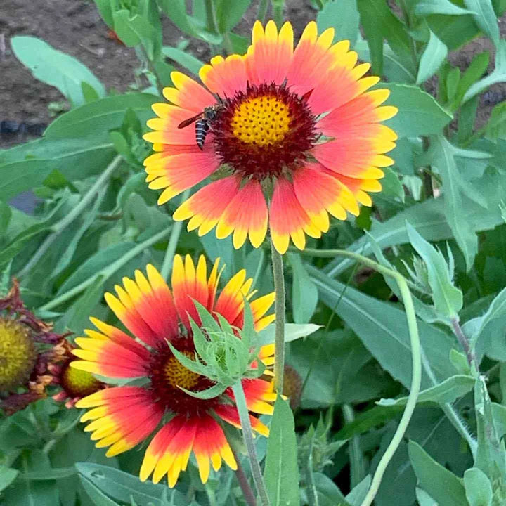 Red Aristata Flower Seeds for Planting – Heirloom, Non-GMO, High Germination Organic Garden Seeds
