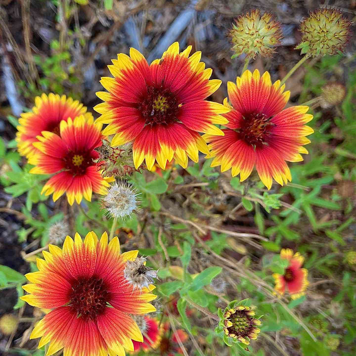 Flower Seeds, Seeds,Seeds For Planting,Plant Seeds