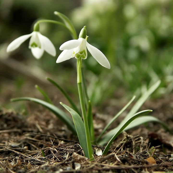 White Galanthus Nivalis Flower Seeds for Planting – Heirloom Non-GMO, High Germination Organic Garden Seeds