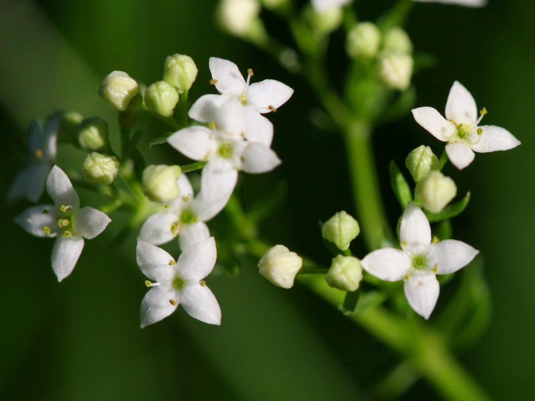 Galium Flower Seeds for Planting – Heirloom Non-GMO, High Germination Organic Garden Seeds