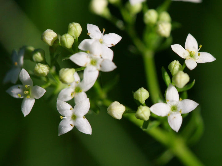Galium Flower Seeds for Planting – Heirloom Non-GMO, High Germination Organic Garden Seeds
