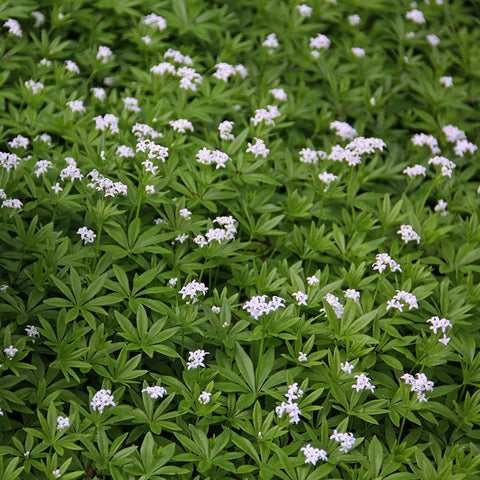 Flower Seeds, Seeds,Seeds For Planting,Plant Seeds