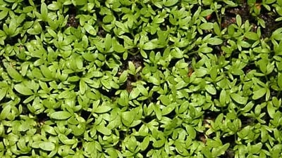 Lime Green Rock Cress Flower Seeds for Planting – Vibrant Colors, Heirloom, Non-GMO, High Germination Organic Garden Seeds
