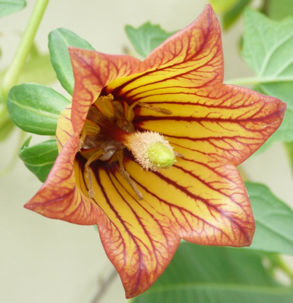 Canarina Flower Seeds for Planting – Wildflower Mix, Heirloom Non-GMO, High Germination Organic Garden Seeds