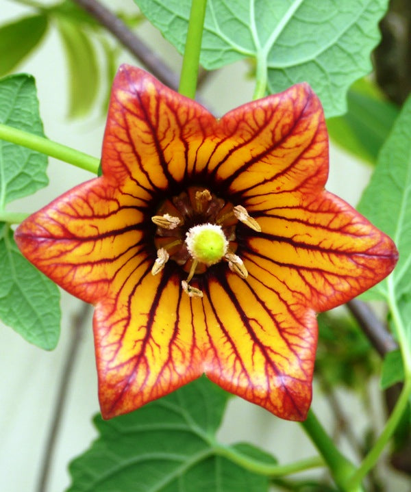 Canarina Flower Seeds for Planting – Wildflower Mix, Heirloom Non-GMO, High Germination Organic Garden Seeds