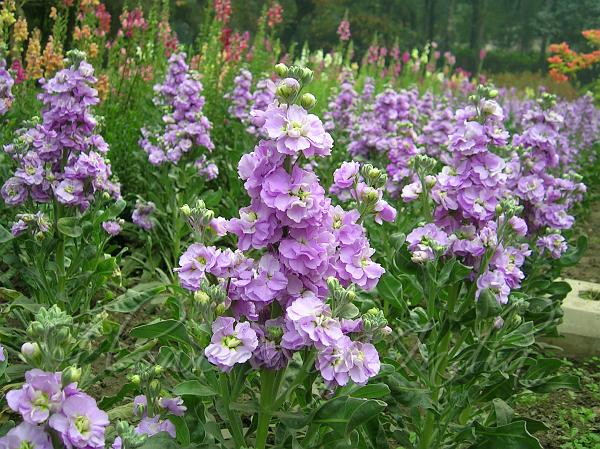 Purple Matthiola Incana Seeds Flower Seeds for Planting – Easy to Grow, Heirloom, Non-GMO Home Garden