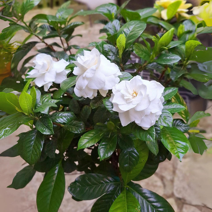 Gardenia Flower Seeds for Planting – Heirloom, Non-GMO, High Germination Organic Garden Seeds