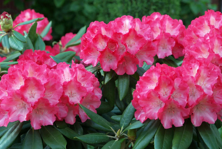 Azalea Pink Rhododendron Flower Seeds for Planting – Heirloom, Non-GMO, Sun Loving, High Germination