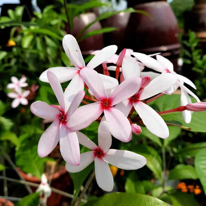 White Pink Gardenia Flower Seeds for Planting – Heirloom Non-GMO High Germination Organic Garden Seeds