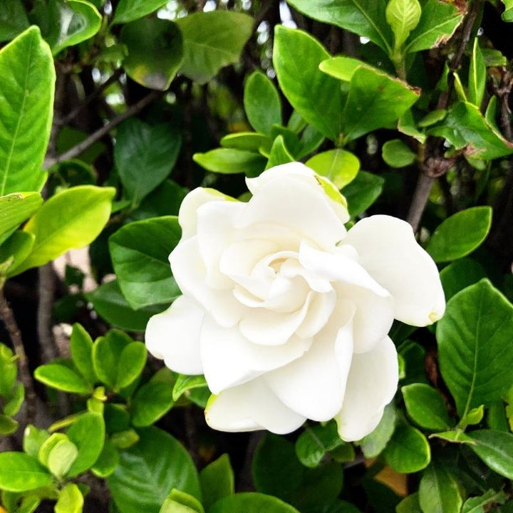 Light Green Gardenia Flower Seeds for Planting - Heirloom, Non-GMO, High Germination Organic Garden Seeds