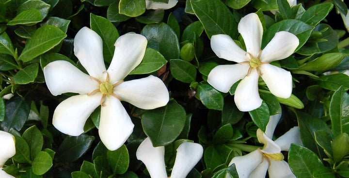 Green White Gardenia Flower seeds for Planting – Sun Loving Heirloom Non-GMO Organic Garden Seeds
