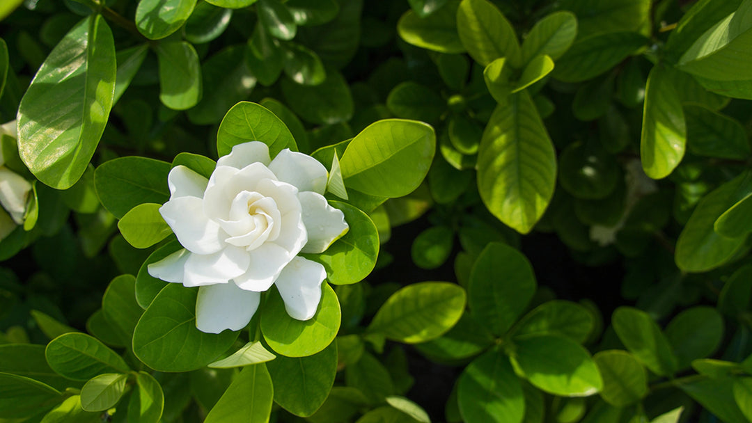 Light Green Gardenia Flower Seeds for Planting - Heirloom, Non-GMO, High Germination Organic Garden Seeds