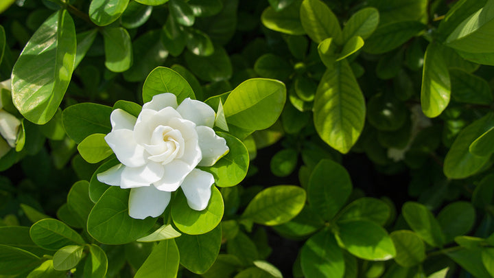 Light Green Gardenia Flower Seeds for Planting - Heirloom, Non-GMO, High Germination Organic Garden Seeds