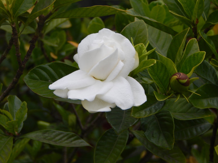 White Jasminoides Flower Seeds for Planting – Heirloom Non-GMO, High Germination Organic Garden Seeds