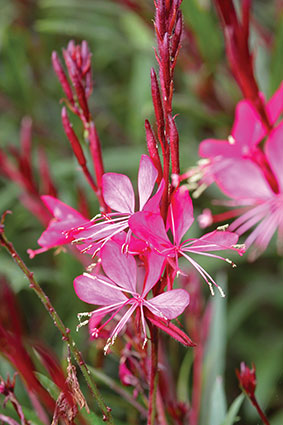 Pink Gaura Flower Seeds for Planting – Heirloom Non-GMO, High Germination Organic Garden Seeds