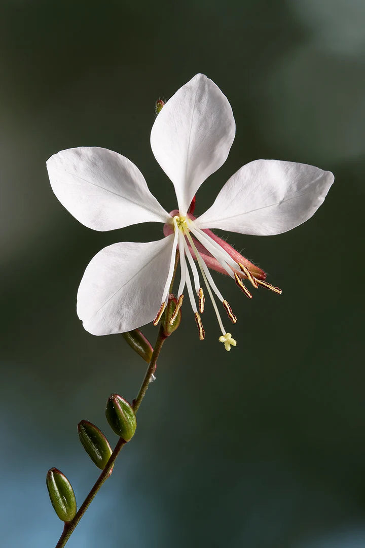 White Gaura Flower Seeds for Planting – Heirloom, Non-GMO, High Germination Organic Garden Seeds