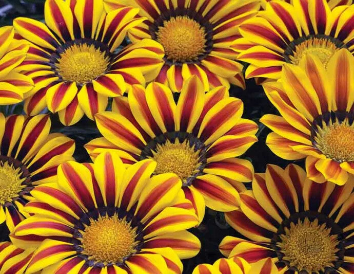 Yellow Red Gazania Rigens Flower Seeds for Planting – Heirloom Non-GMO, High Germination Organic Garden Seeds