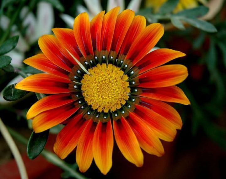 Dark Orange Gazania Flower Seeds for Planting – Heirloom, Non-GMO, High Germination Garden Seeds