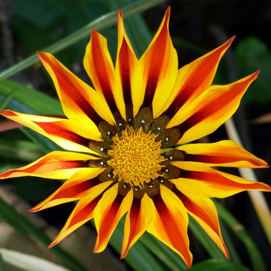 Yellow Maroon Gazania Flower Seeds for Planting – Compact Growth, Heirloom, Non-GMO, High Germination Organic Garden Seeds
