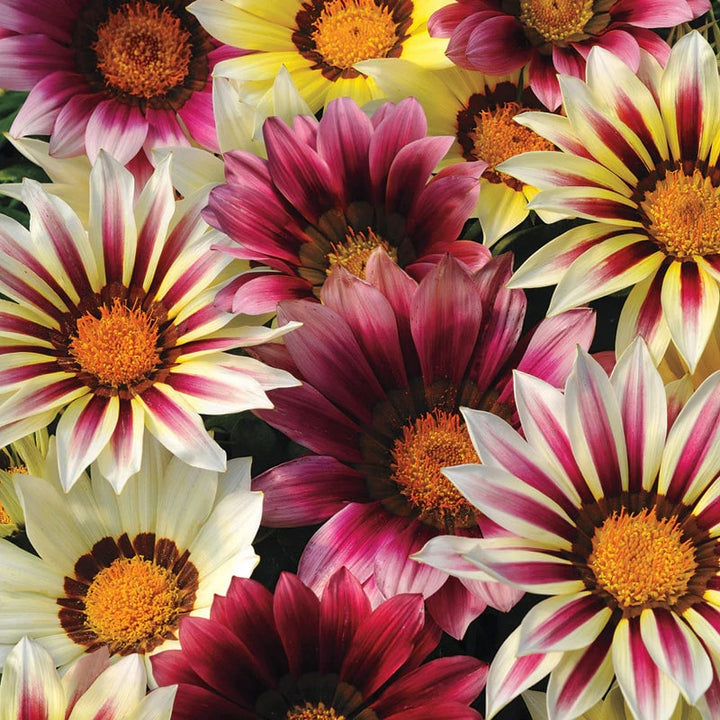 Gazania Flower Seeds for Planting Yellow & Pink – Shade Tolerant, Heirloom, Non-GMO, High Germination Organic Garden Seeds