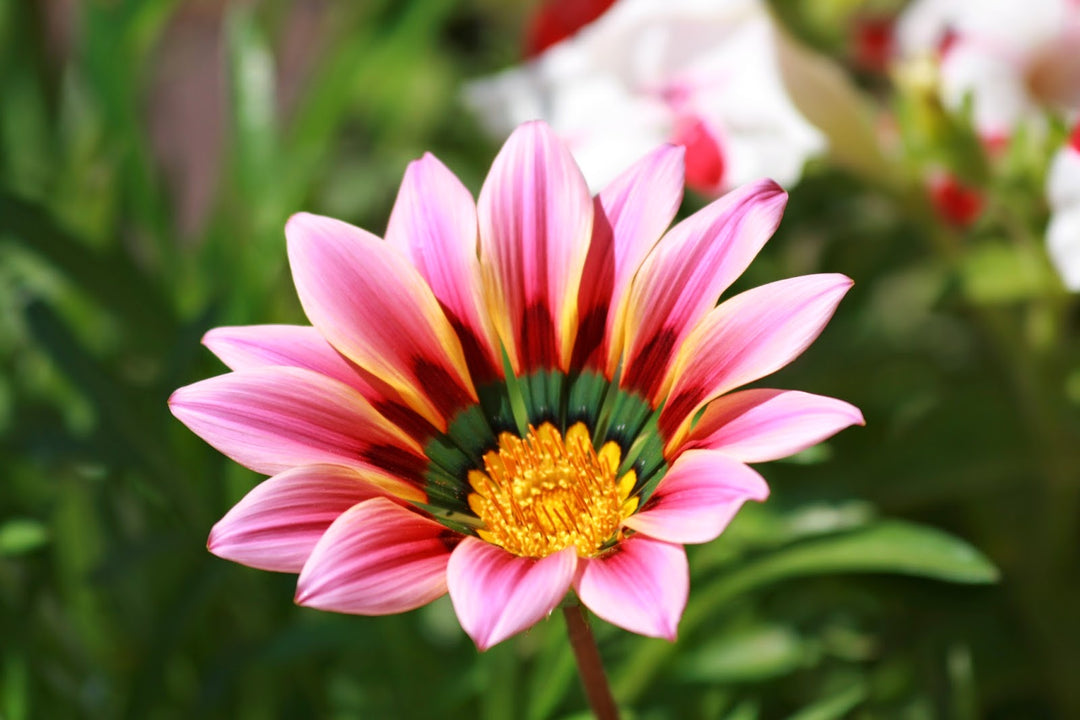 Gazania Flower Seeds for Planting Yellow & Pink – Shade Tolerant, Heirloom, Non-GMO, High Germination Organic Garden Seeds