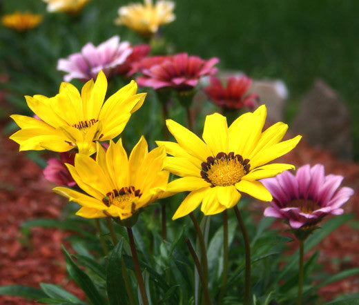 Yellow Gazania Flower Seeds for Planting – Heirloom, Non-GMO, Shade Tolerant, High Germination