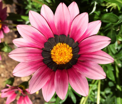 Flower Seeds, Seeds,Seeds For Planting,Plant Seeds