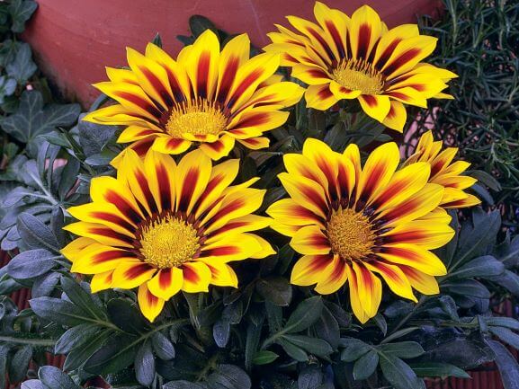 Yellow Red Gazania Flower Seeds for Planting – Heirloom Non-GMO High Germination Organic Garden Seeds