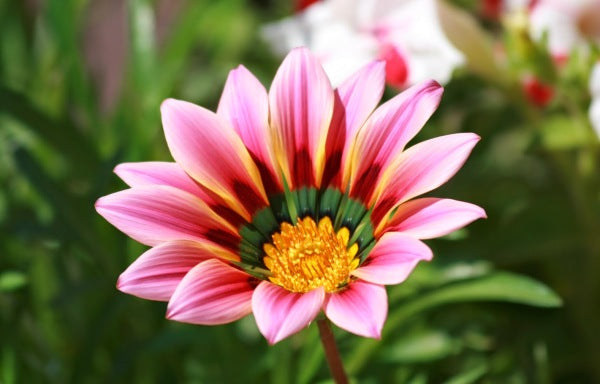 White Pink Gazania Flower Seeds for Planting – Heirloom, Non-GMO, High Germination Organic Garden Seeds