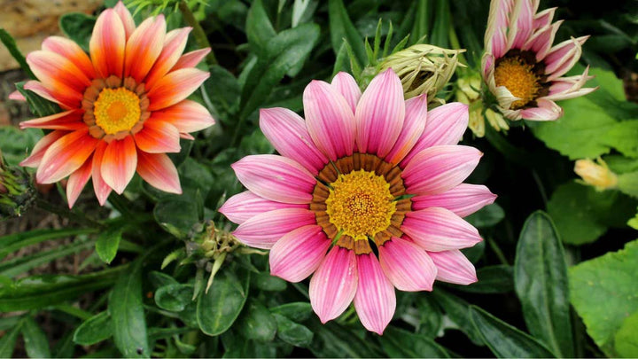 Light Pink Orange Gazania Flower Seeds for Planting – Heirloom, Non-GMO, Drought Tolerant, High Germination
