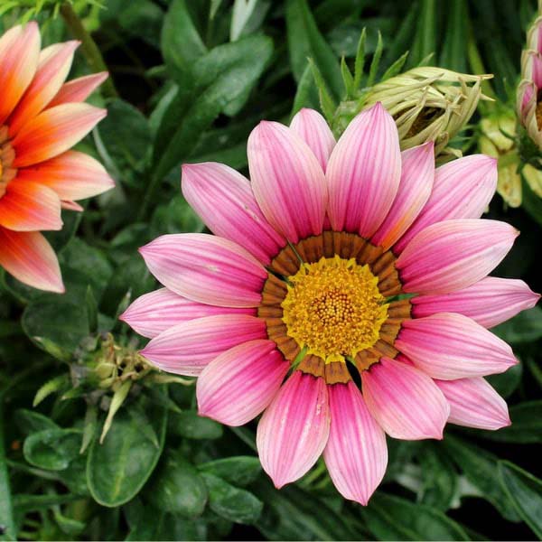 Light Pink Orange Gazania Flower Seeds for Planting – Heirloom, Non-GMO, Drought Tolerant, High Germination