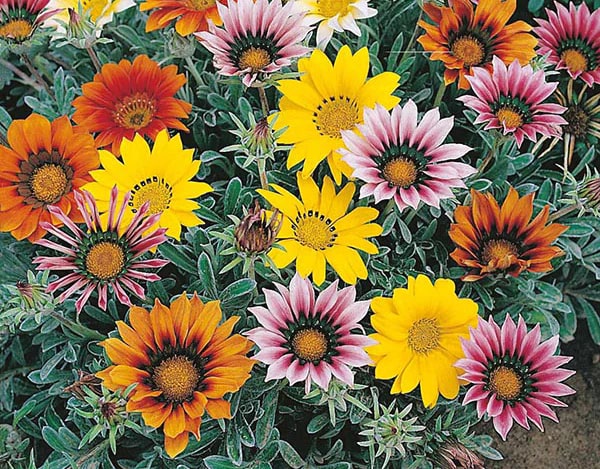 Mixed Gazania Flower Seeds for Planting – Heirloom, Non-GMO, High Germination Organic Garden Seeds
