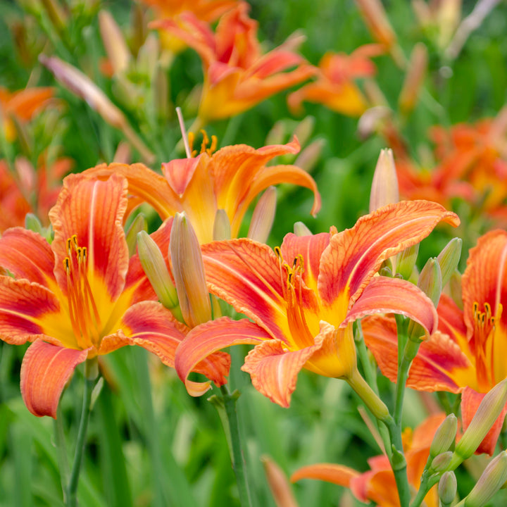 Light Orange Verbena Flower Seeds for Planting - Heirloom, Non-GMO, Low Maintenance Organic Garden Seeds