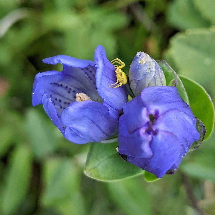 Gentian Flower Seeds for Planting – Heirloom Non-GMO, High Germination Organic Garden Seeds for Home Garden