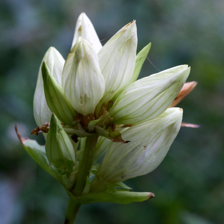 Cream Gentiana Flower Seeds for Planting – Heirloom Non-GMO, High Germination Organic Garden Seeds