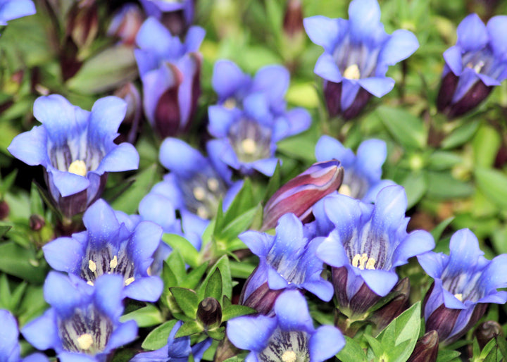 Flower Seeds, Seeds,Seeds For Planting,Plant Seeds