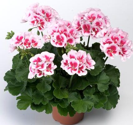 White Pink Pelargonium Flower Seeds for Planting – Heirloom, Non-GMO, High Germination Organic Garden Seeds
