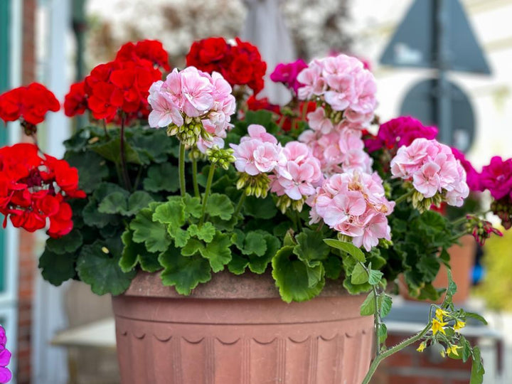 Multi-Colour Geranium Pelargonium Flower Seeds for Planting – Heirloom, Non-GMO, High Germination Variety