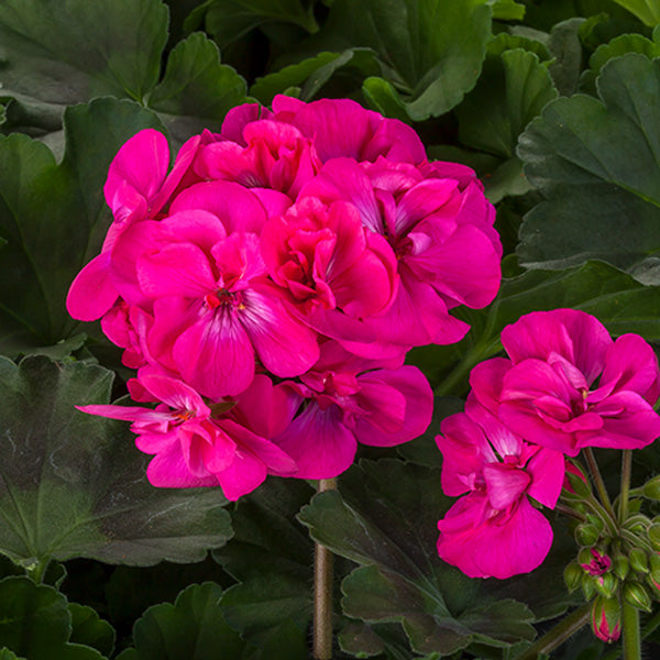 Geranium Pink Flower Seeds for Planting – Heirloom, Non-GMO, High Germination Organic Garden Seeds