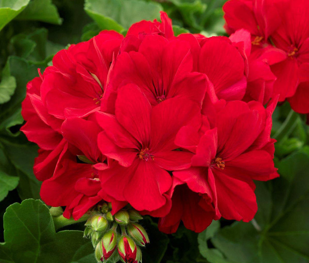 Red Geranium Breakaway Flower Seeds for Planting – Heirloom, Non-GMO, High Germination Organic Garden Seeds