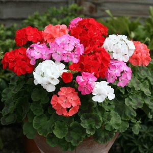 Red Mix Geranium Perennial Flower Seeds for Planting - 100 pcs - Cottage Garden Essential, Heirloom &amp; GMO Free Seeds for Home Garden